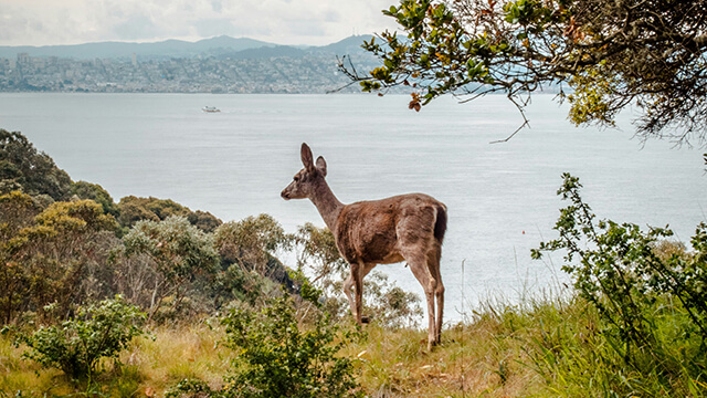 a deer on Angel Island in the San Francisco Bay