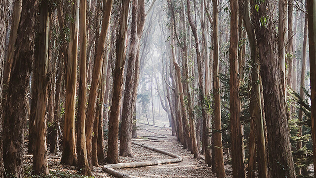 The art installation "woodline" zig zags along a path with eucalyptus trees on either side in San Francisco's Presidio